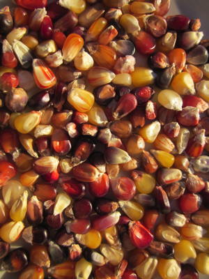 seeds organic seeds image