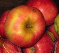 some delicious apples, which you may
someday enjoy yourself if you download the Fedco Trees catalog and order some
of our hardy, productive apple trees