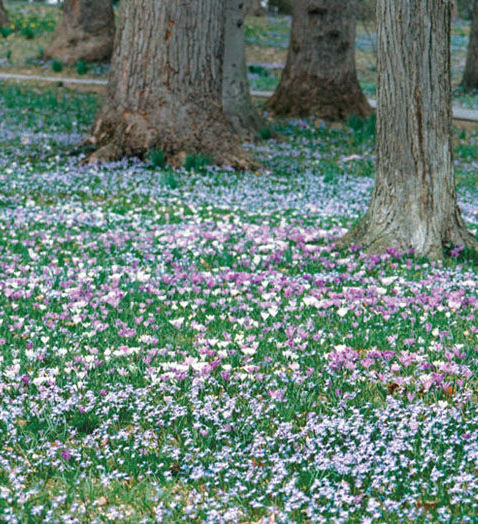 Large tree trunks surrounded by a lawn of grass and small flowers
