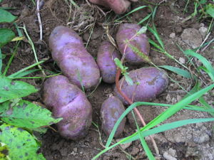 growing potatoes - bottom image