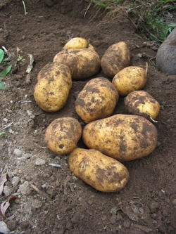 growing potatoes - top image