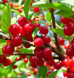 nanking cherries image