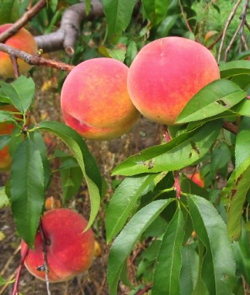 trees peaches image